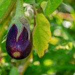 Brinjal Seeds ( 30 Counts )